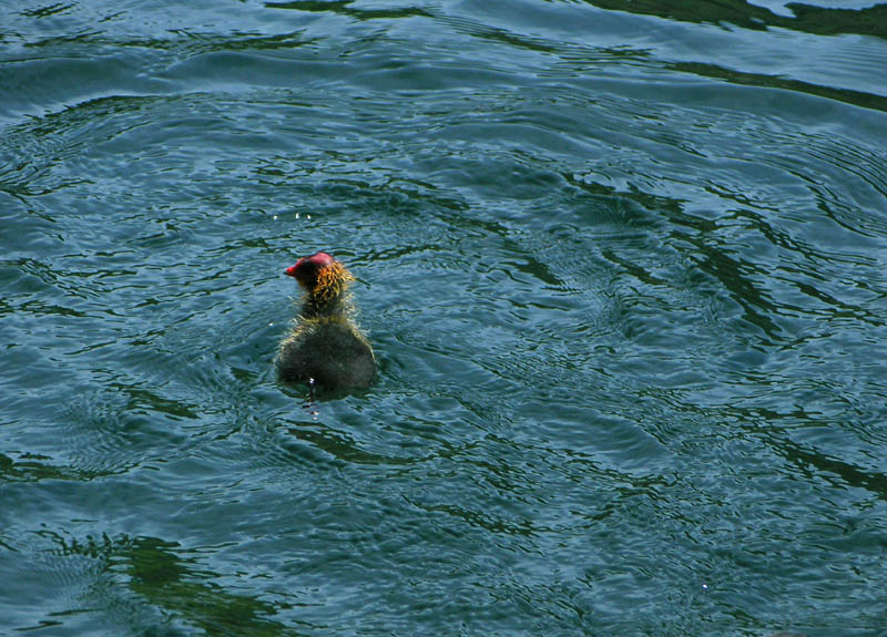 Folaga - Fulica atra